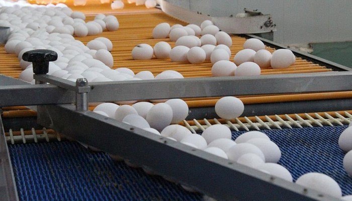 بلجيكا.. إغلاق 86 مزرعة دواجن على خلفية فضيحة البيض الملوث