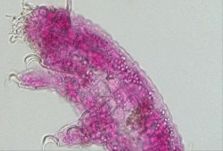 خبراء أتراك يكتشفون كائنًا مجهريًا جديدًا