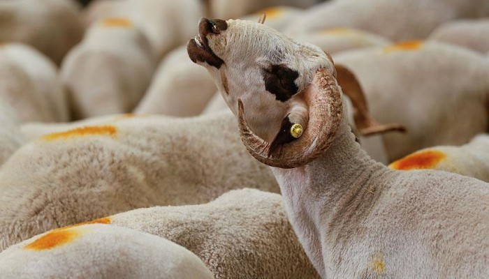 قبل شرائها.. تعرف على الاشتراطات الصحية للأُضحية