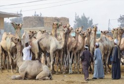 إبل "برقاش" بمصر.. "سفينة الصحراء" تعبر بالمضحين بحر الغلاء