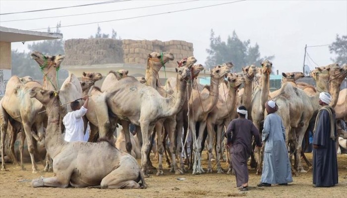 إبل "برقاش" بمصر.. "سفينة الصحراء" تعبر بالمضحين بحر الغلاء