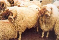الركود يضرب سوق الأضاحي في مصر والغلاء سيد الموقف