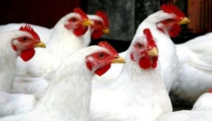 كيلو الدواجن بـ 24 وكرتونة البيض تسجل 42 جنيها