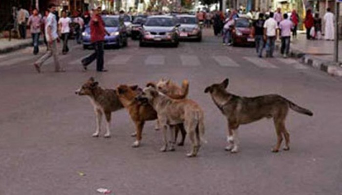 كلب ضال يعقر 16 مواطنا في طنطا