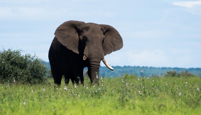 أراد التقاط "سيلفي" مع فيل .. فدهسه (فيديو)