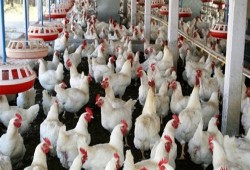 قفزة كبيرة في أسعار الدواجن عقب انتهاء عيد الأضحى