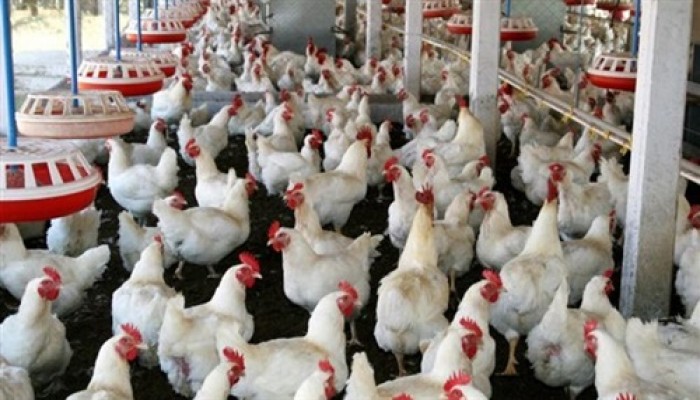 قفزة كبيرة في أسعار الدواجن عقب انتهاء عيد الأضحى