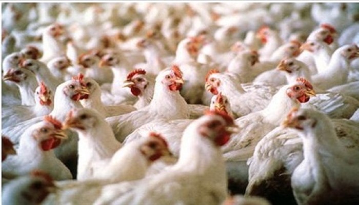 توقعات بارتفاع سعر كرتونة البيض مع بداية العام الدراسي الجديد