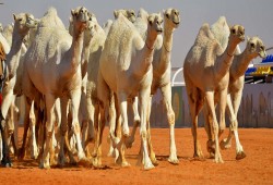 السعودية تكشف سبب نفوق كميات كبيرة من الإبل خلال يومين