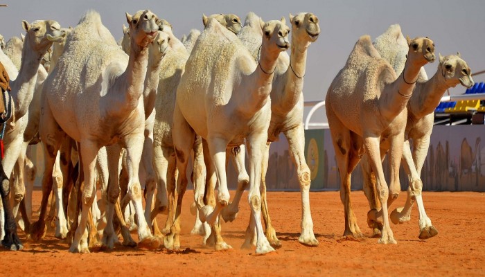 السعودية تكشف سبب نفوق كميات كبيرة من الإبل خلال يومين