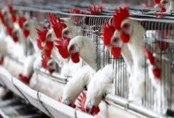 شعبة الدواجن: ارتفاع كبير في الأسعار أكتوبر القادم