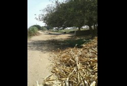 الشرقية: المخلفات تردم ترعة "المجازر" بمنيا القمح وسط مطالبات بتطهيرها