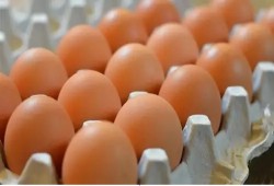 أسعار البيض تتراجع.. رئيس شعبة الدواجن: السوق لم يعد له معايير واضحة