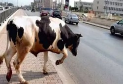 انتشار مرض "سعار الأبقار" بالوادي الجديد