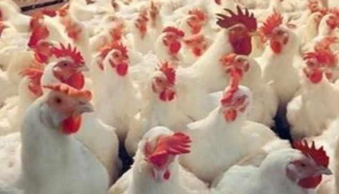 كيلو الدجاج يسجل 24 جنيها وكرتونة البيض بـ 42 في الأسواق