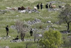 الاحتلال يستولي على أراضٍ في بلدة الخضر جنوب بيت لحم