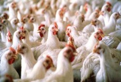 24 جنيها سعر كيلو الدواجن البيضاء في الأسواق