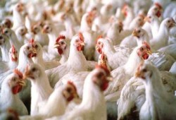 24 جنيها سعر كيلو الدواجن البيضاء في الأسواق