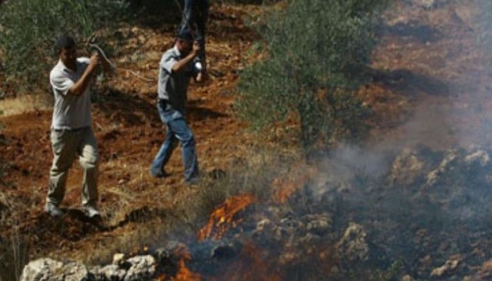 مستوطنون يحرقون أشجار زيتون جنوب نابلس