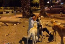 الكلاب الضالة تهدد حياة تلاميذ مدارس الإسكندرية