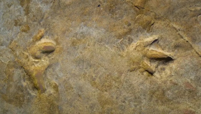 اكتشاف آثار ديناصورات بتونس تعود لـ140 مليون سنة