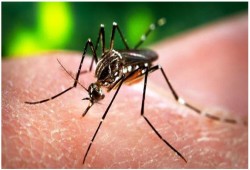 دراسة: "زيكا" تحول إلى فيروس خطير في 2013