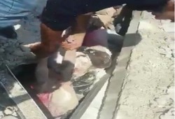 طفلة سورية تبكي العالم الحر: تناشد والدها إخراجها من تحت الركام «أبوس رجليك طلعني»