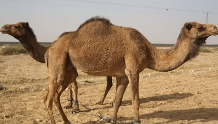 خبراء صحة يركزون على الإبل في محاربة فيروس كورونا