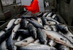 عشرة أطعمة مهمة لصحة العين