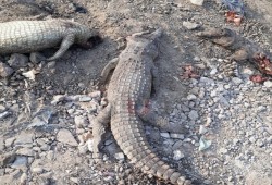 العثور على 5 تماسيح نافقة بترعة بالقليوبية