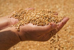 بأمر "ماكرون".. السيسي يفرج عن شحنة القمح الفرنسي الفاسدة