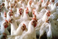 تعرف على أسعار الدواجن والبيض بالمزارع والأسواق