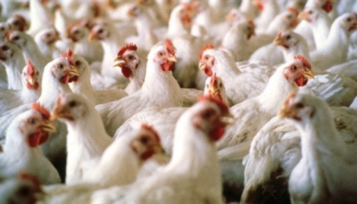 تعرف على أسعار الدواجن والبيض بالمزارع والأسواق