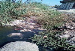 تراكم القمامة والحيوانات النافقة بمصرف شارع مخيمر بكفر الدوار