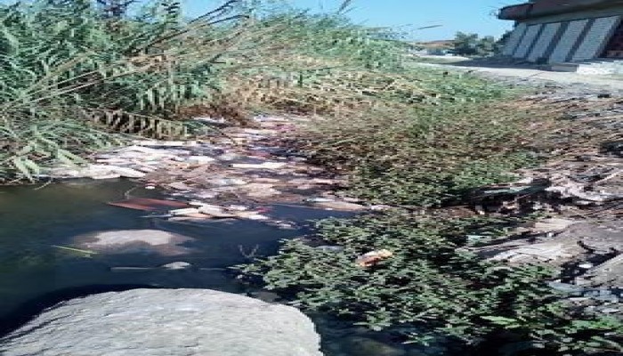 تراكم القمامة والحيوانات النافقة بمصرف شارع مخيمر بكفر الدوار