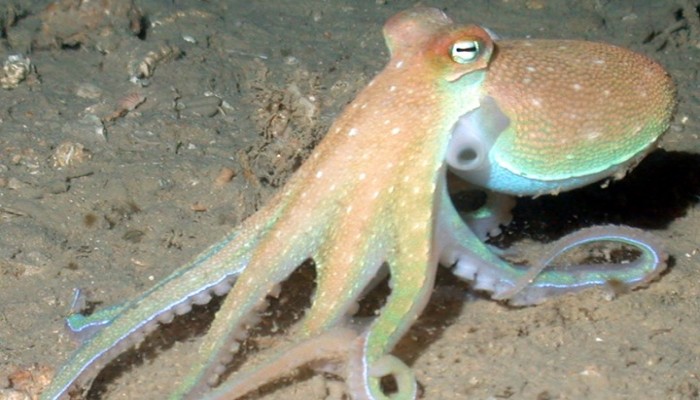 عشرات الأخطبوطات تنزح إلى أحد الشواطئ في بريطانيا