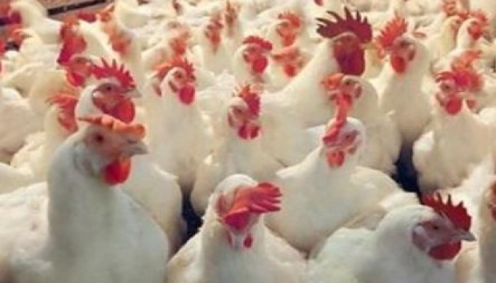 ارتفاع أسعار الدواجن.. والكيلو يسجل 23 جنيها بالأسواق