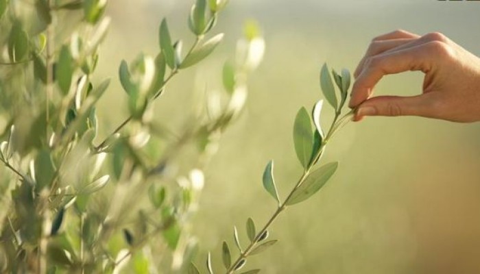 تونس تتجه نحو الوصافة كأكبر مُصدّر لـ الذهب الأخضر