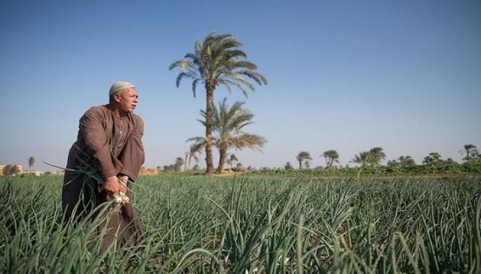 خبير اقتصادي: ارتفاع العجز في الميزان الزراعي إلى 60%