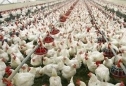 ارتفاع أسعار الدواجن.. والكيلو يسجل 25 جنيها في الأسواق