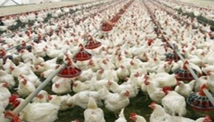 ارتفاع أسعار الدواجن.. والكيلو يسجل 25 جنيها في الأسواق