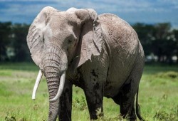 فيل بري يقتل 6 على الأقل من لاجئي الروهنغيا