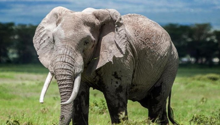 فيل بري يقتل 6 على الأقل من لاجئي الروهنغيا