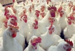 تراجع أسعار الدواجن.. والكيلو يسجل 19.5 جنيها في المزارع