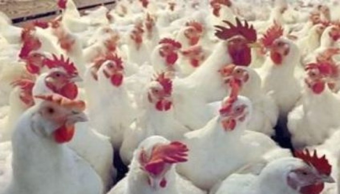 تراجع أسعار الدواجن.. والكيلو يسجل 19.5 جنيها في المزارع
