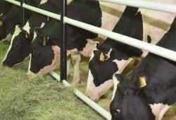 قطر تتحدى الحصار وتعلن اكتفاءها ذاتيا من الألبان في 2018