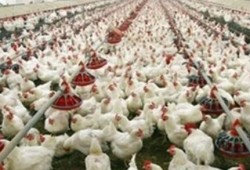 ارتفاع جديد بأسعار الدواجن.. والبيض يستقر عند 38 جنيها