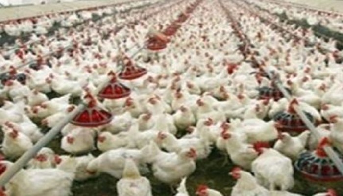ارتفاع جديد بأسعار الدواجن.. والبيض يستقر عند 38 جنيها