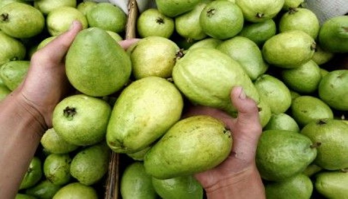 السعودية تحظر استيراد الجوافة من مصر.. تعرف على السبب