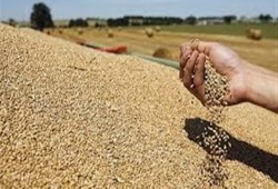 توقعات بارتفاع سعر القمح عالميا إلى 163 دولارا خلال مارس المقبل